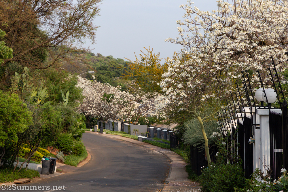 Return to the White Jacaranda Trees of Herbert Baker Street