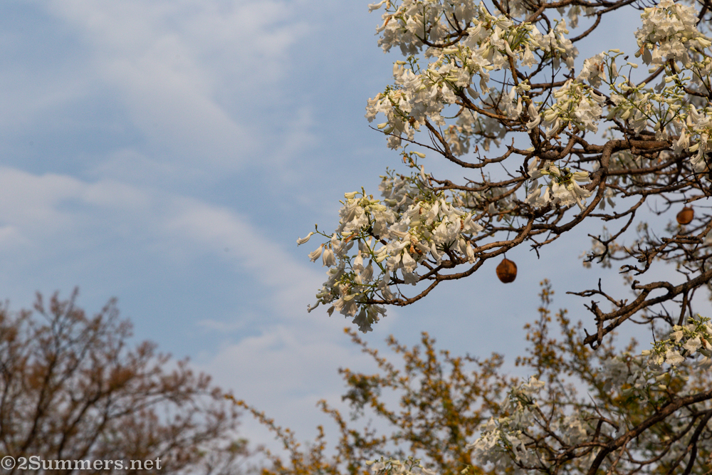 White jacarandas
