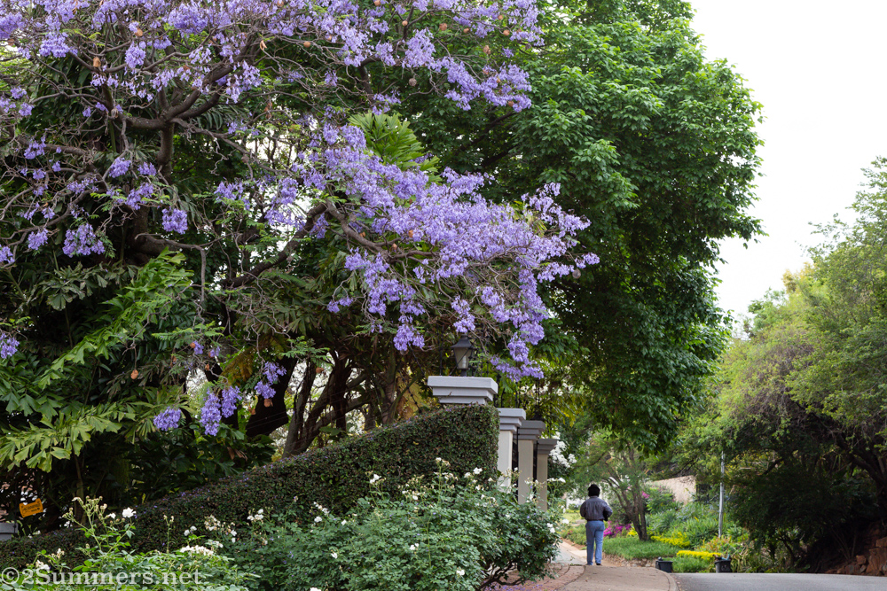 Purple jacarandas on Herbert Baker Street