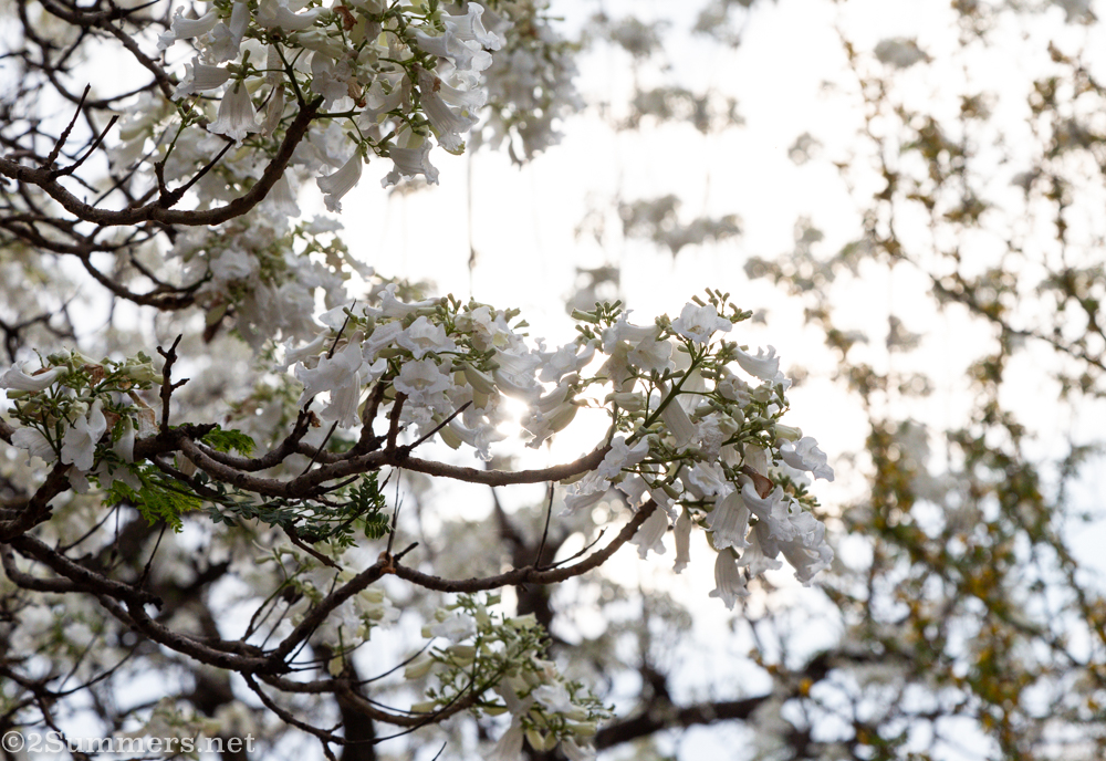 White jacarandas