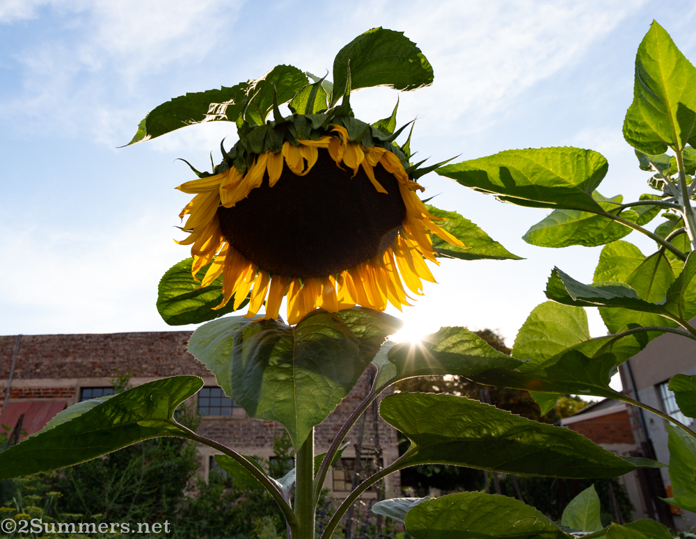 Sunflower at Victoria Yards