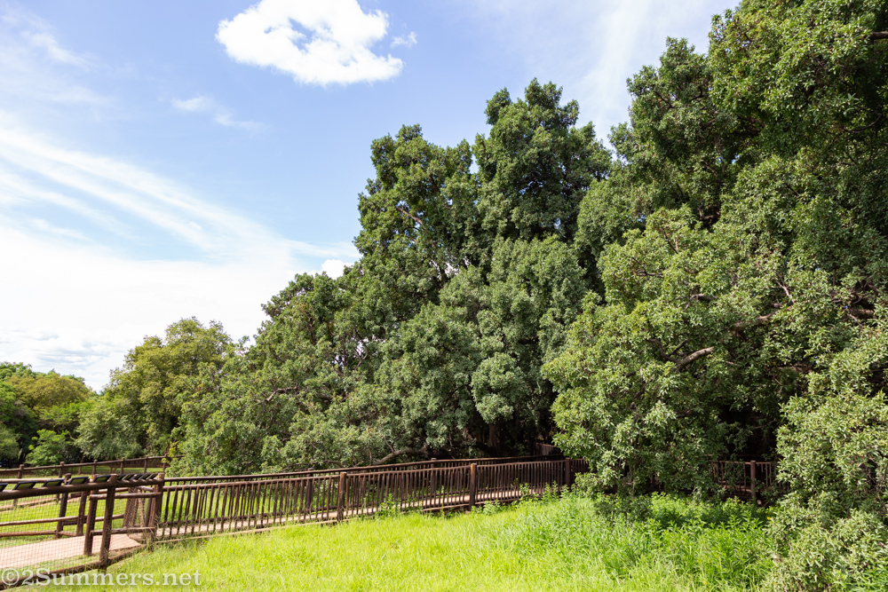 Side view of the tree-forest