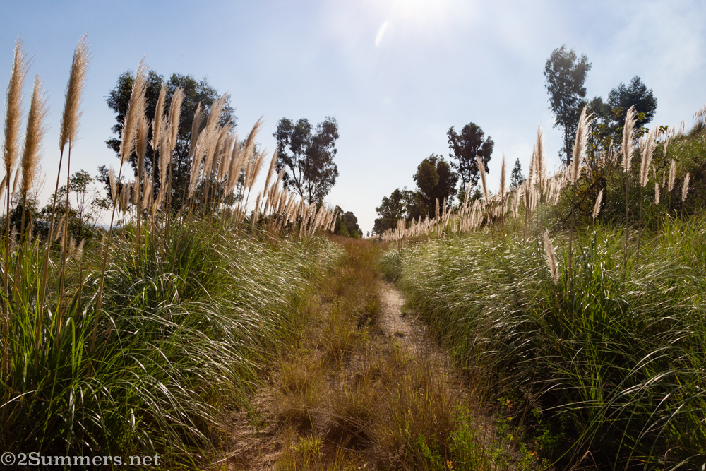 Vegetation on the dump
