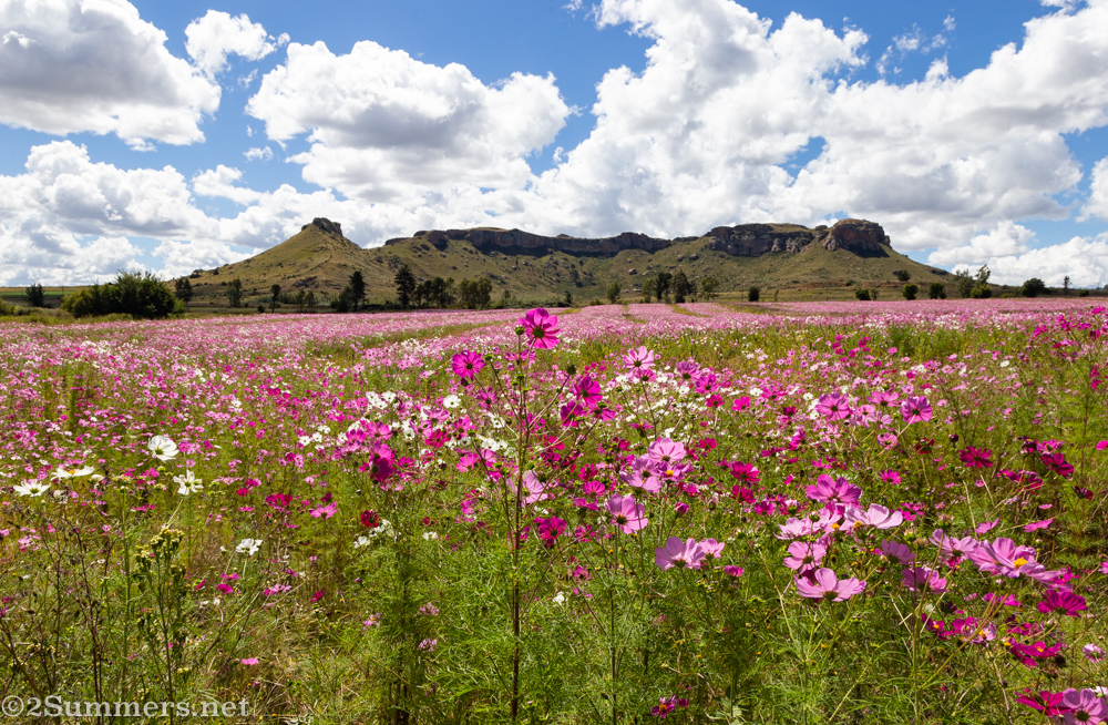 Cosmos in the Eastern Free State
