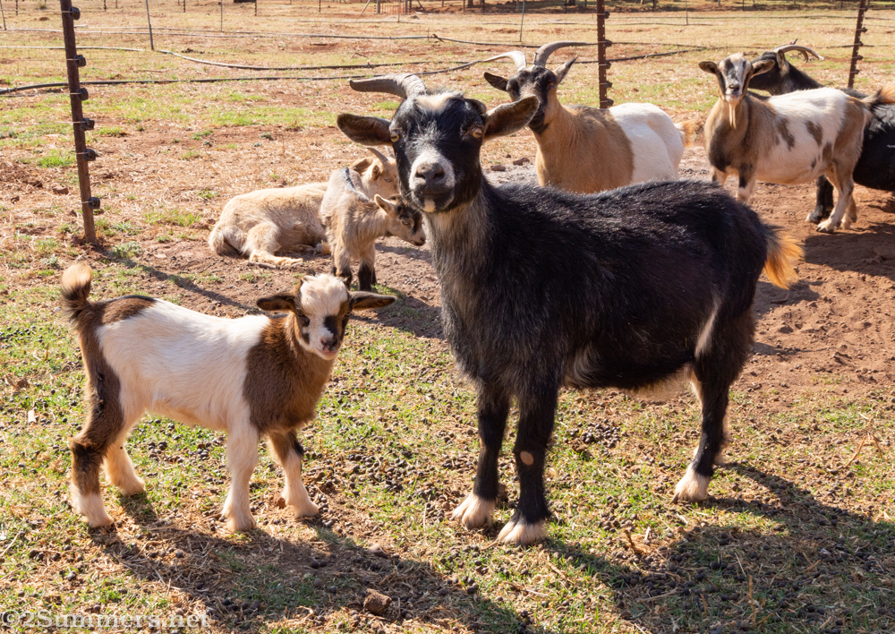 Goats of many sizes