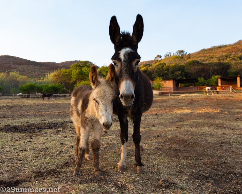 Jozi Getaways: The Donkey Dairy, Magaliesburg