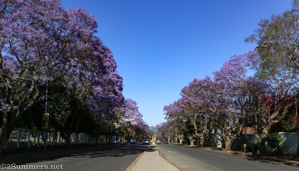 Jellicoe jacarandas