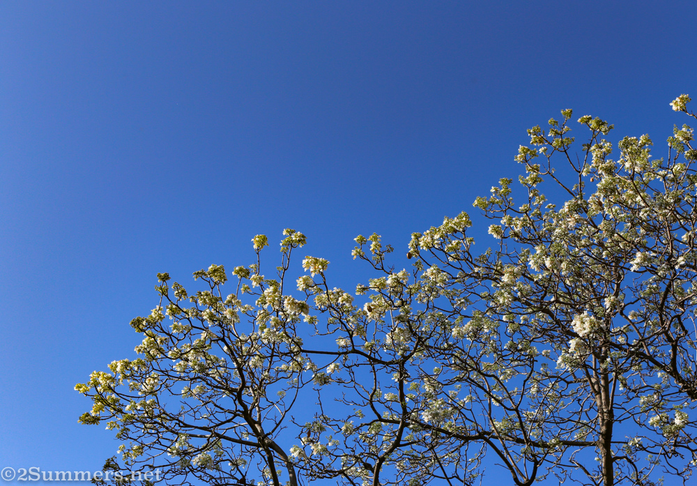 White jacaranda on Jellicoe Avenue