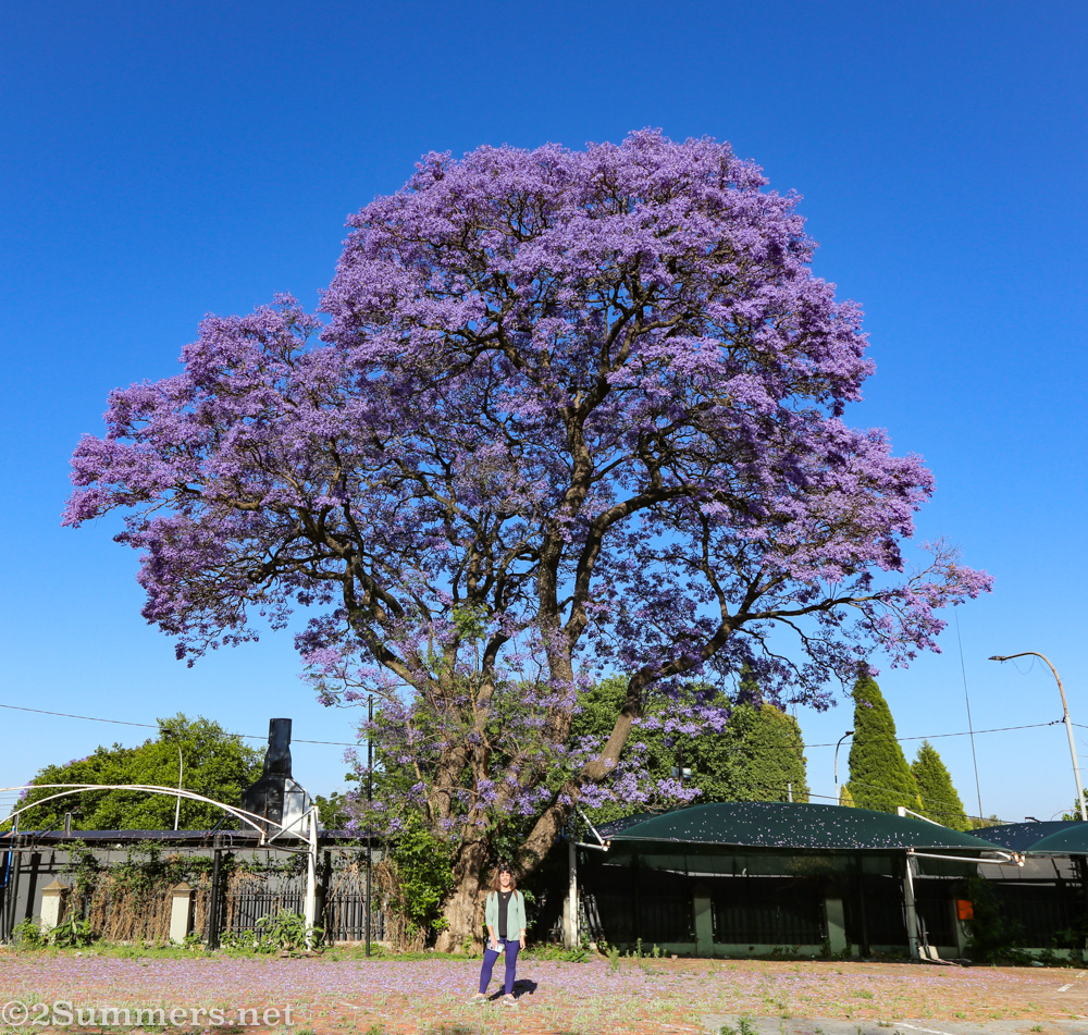 A Jacaranda Walk Through Rosebank