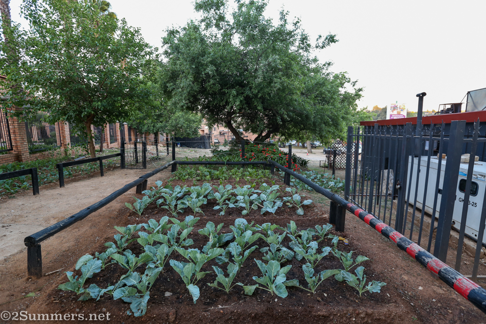 Veggie garden at Roasty's