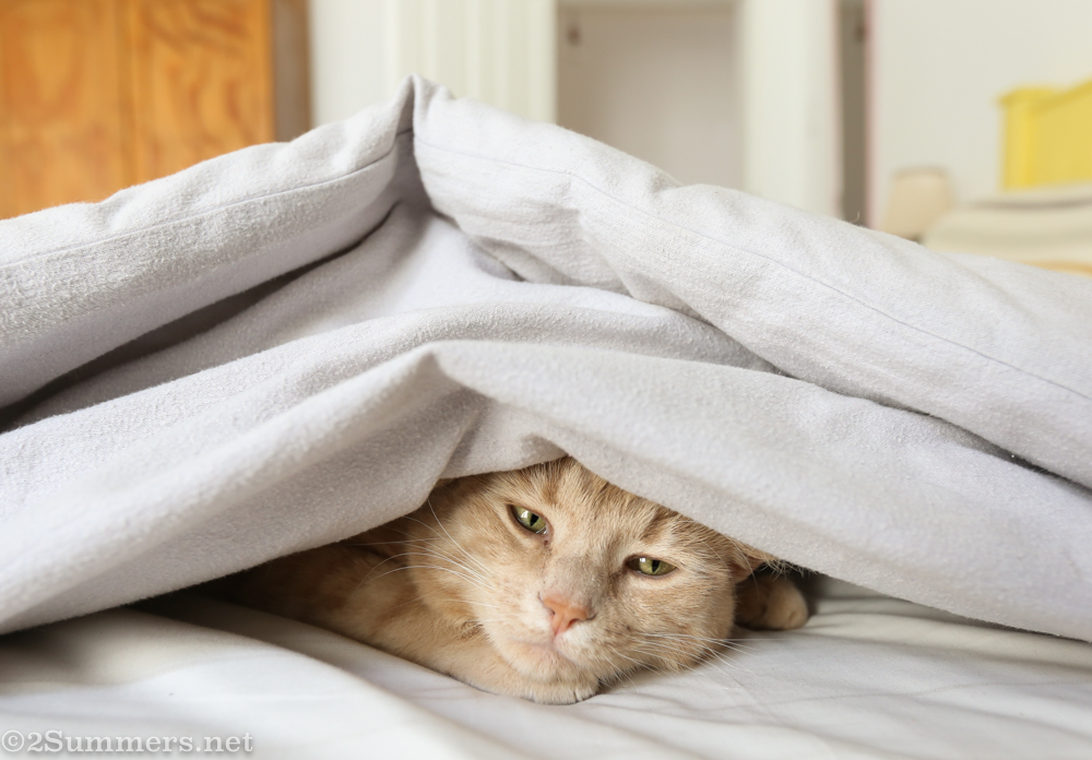 Outrage Over Omicron: A Rant From South Africa