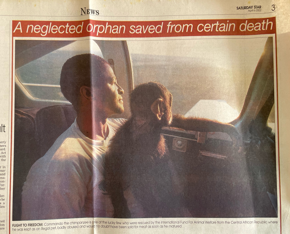 Chimpanzee rescue photo