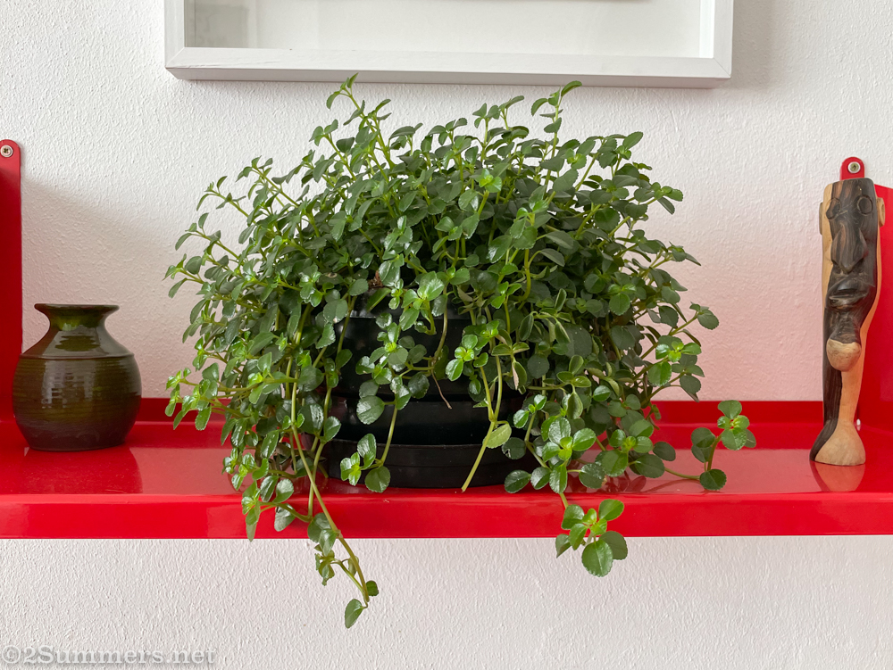 Plant in the Brixton house