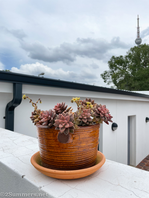 Plant and pot in Brixton