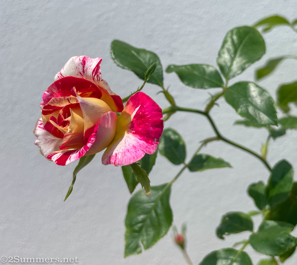 Heather's Rainbow Nation rose