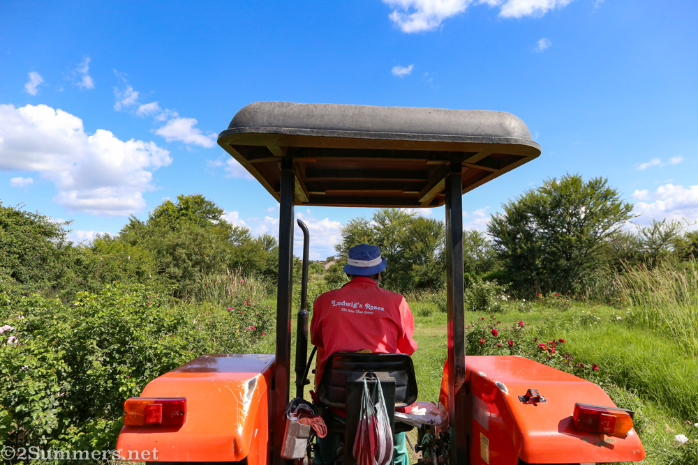 Tractor ride at Ludwig's Roses