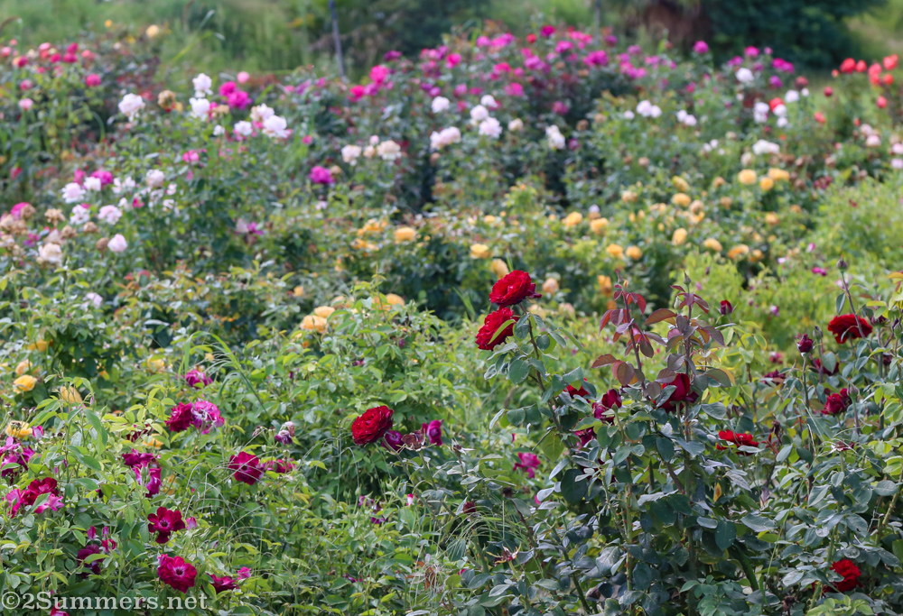 Roses of many colors at Ludwig's