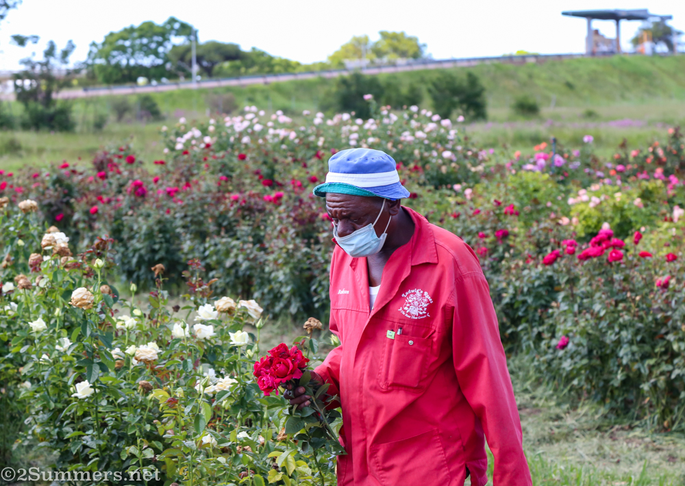 Reckson gathers roses for the guests