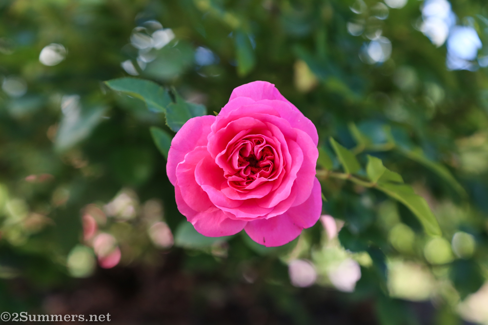 A perfect Ludwig's rose