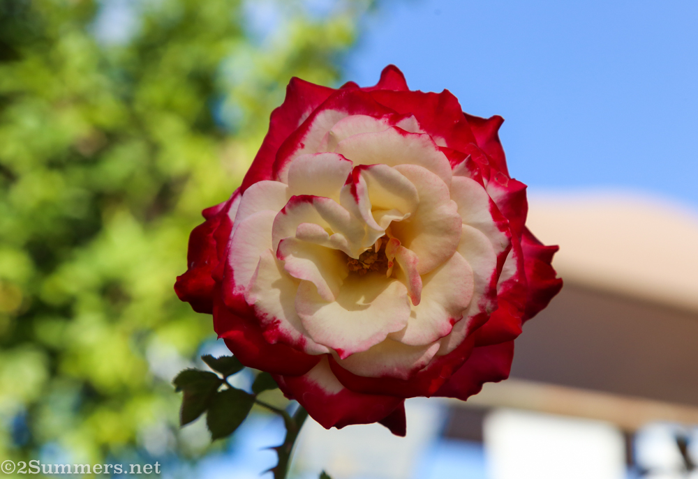 Red and white rose