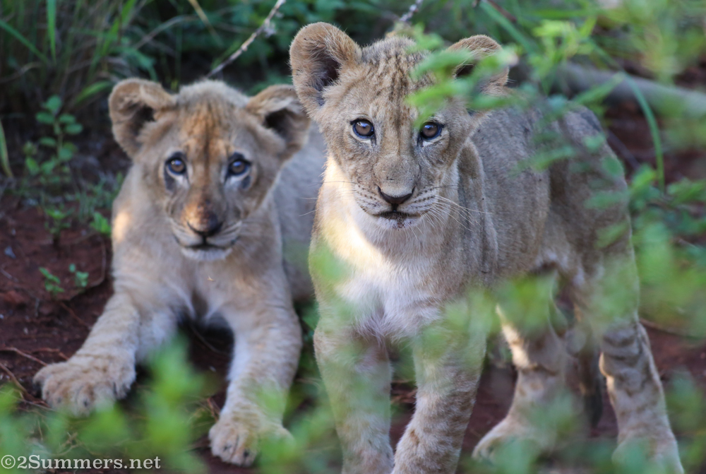 Lion Sightings in the Lap of Luxury at Thanda Safari