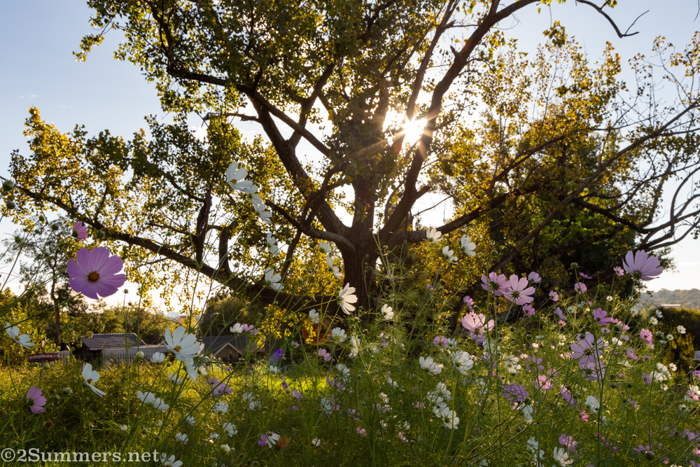 Cosmos and a tree