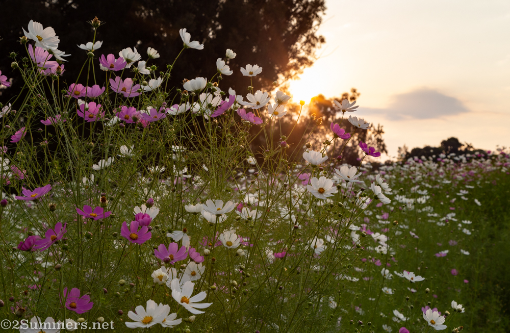 Cosmos blooming in Delta Park in the early evening