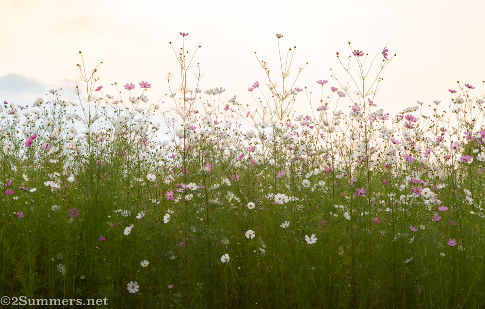 Bank of cosmos flowers in Delta Park