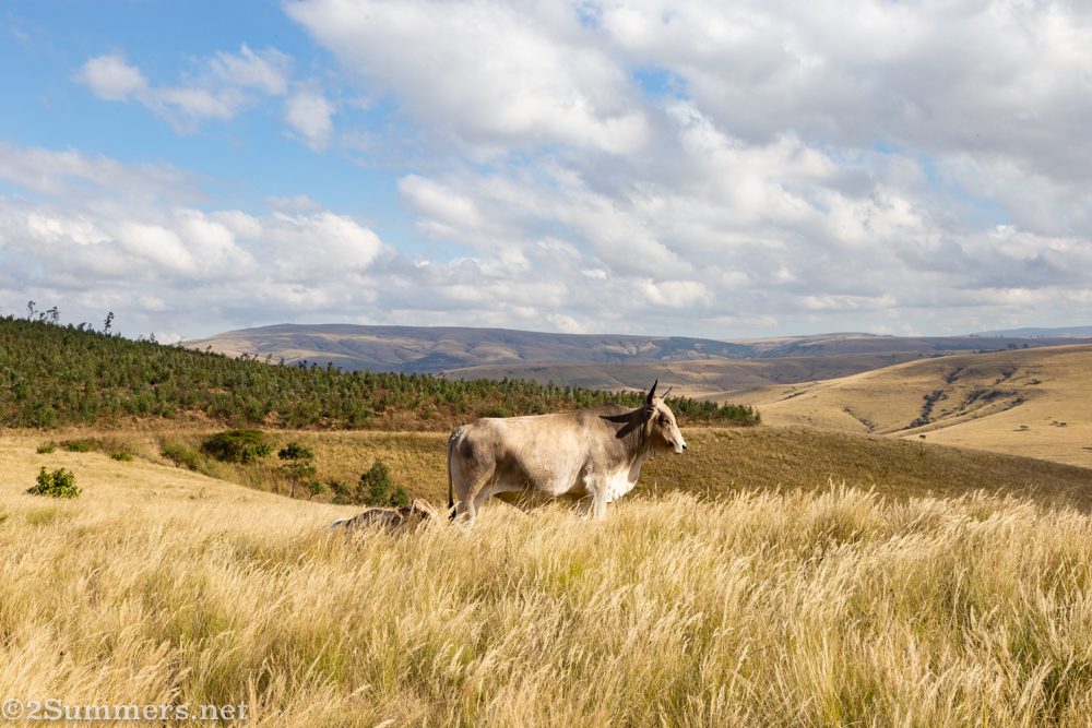 The Blogitects’ Excellent (Mis)adventures in KwaZulu-Natal, Part 3