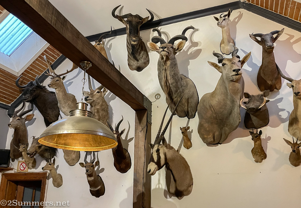 Taxidermy at Wakkerstroom Hotel