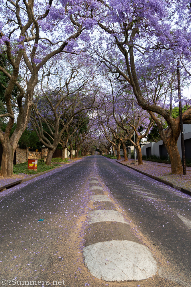 Jacarandas in Waverly