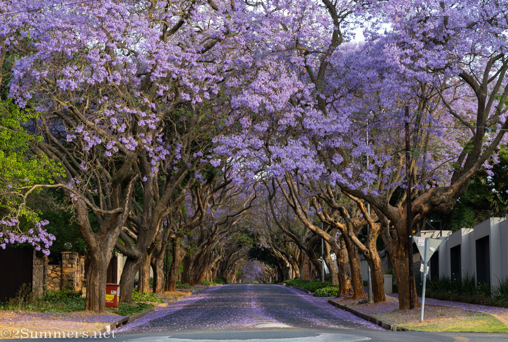 Street in Waverly with jacarandas