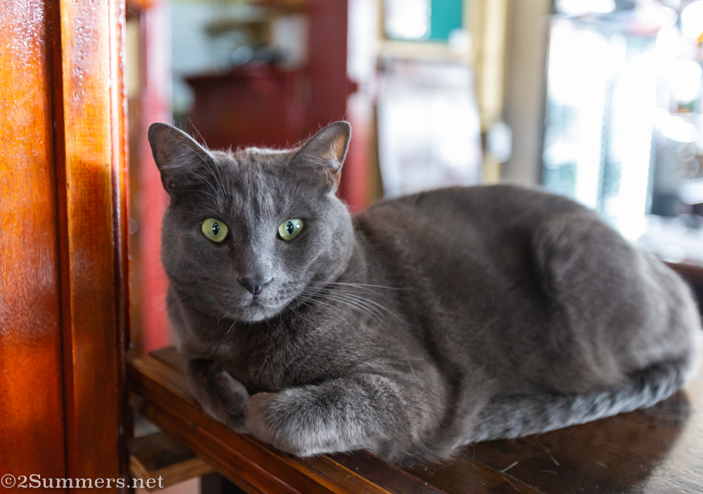 Mr. Grey, the Radium Cat