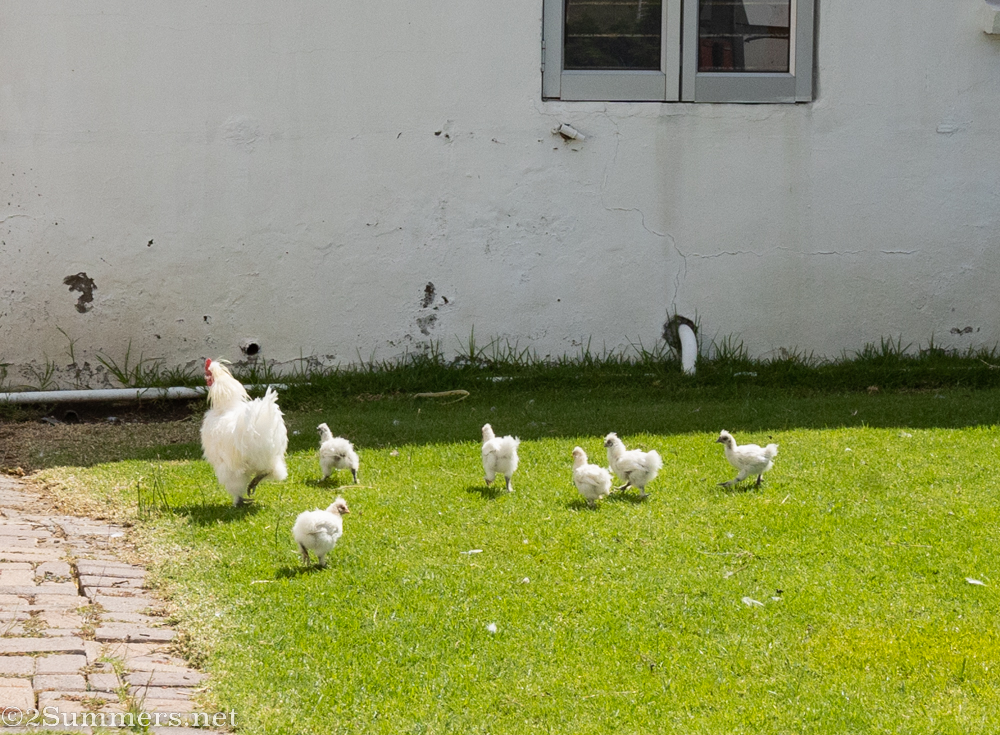 Jakkalsdrift chickens