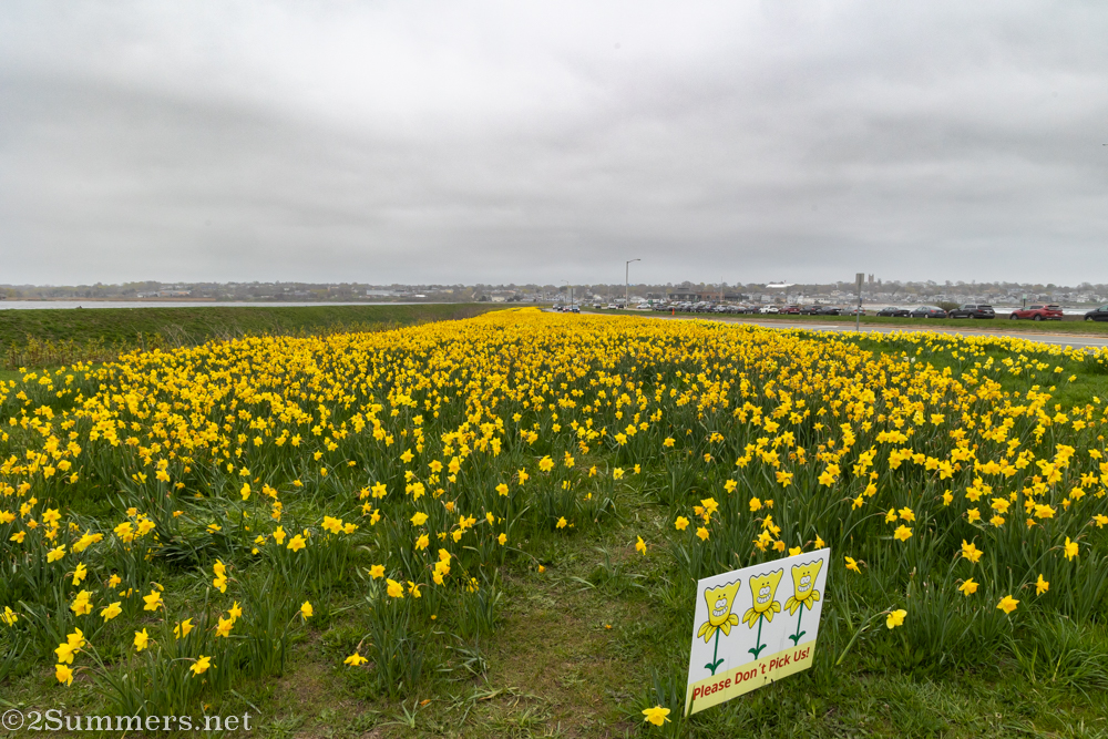 RhodeIland daffodils