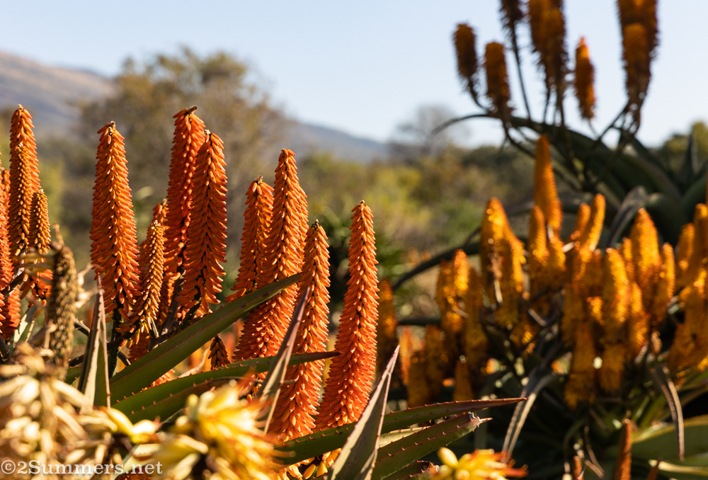 Scenes from the Aloe Farm