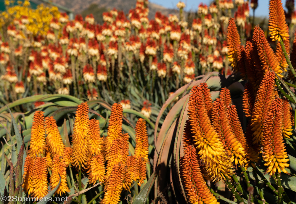 A Winter Explosion of Aloes at the Aloe Farm
