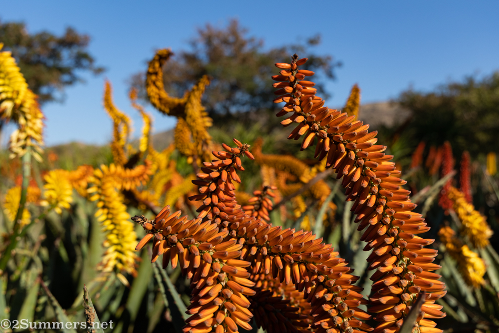 Crazy shaped aloe flowers