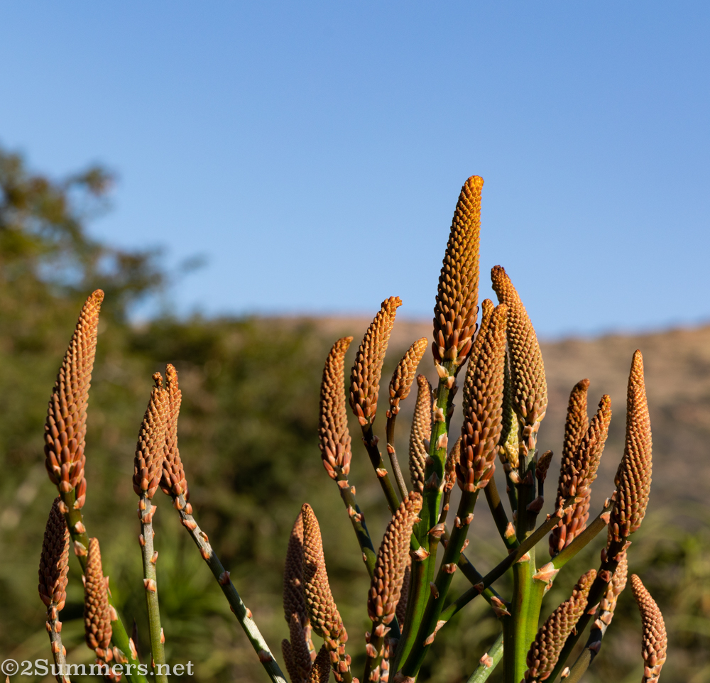 Brown aloe flowers