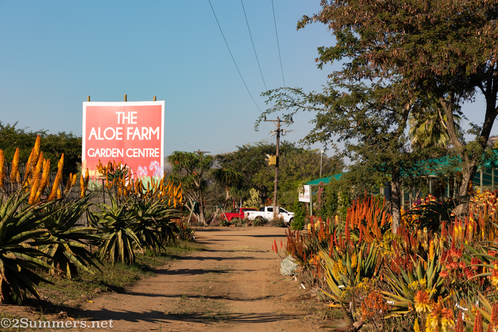 Aloes in Hartbeespoort