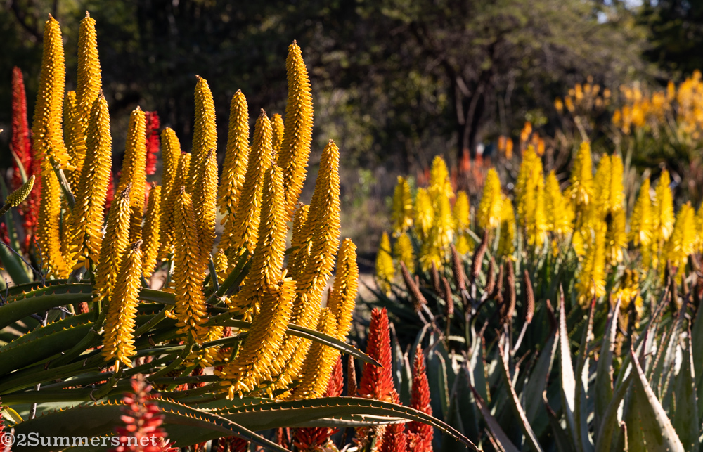 Yellow aloes