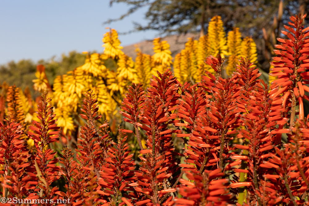 Yellow and red aloe field