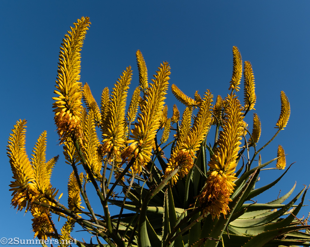 Yellow aloe tree