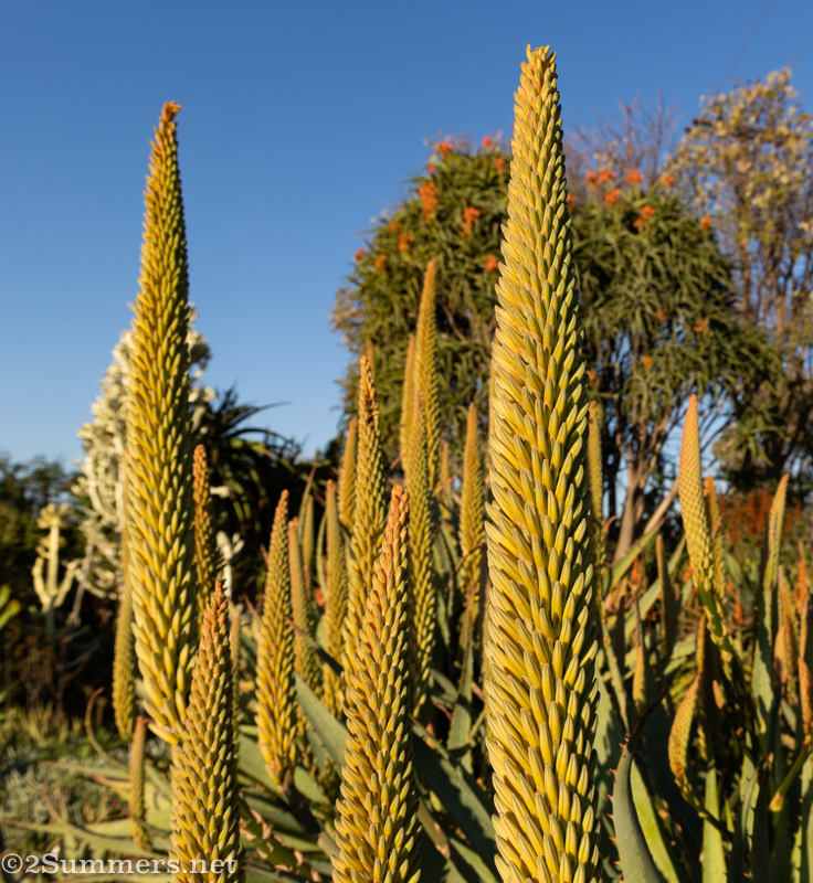Green aloe flowers