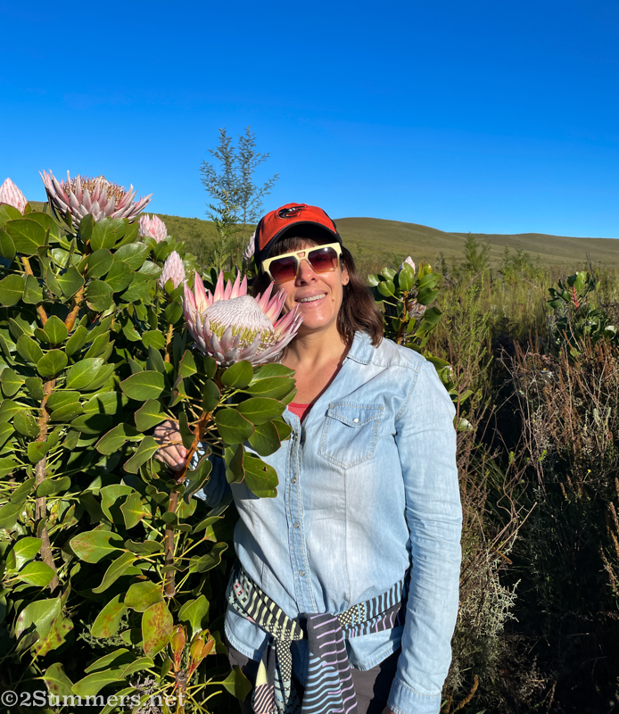 Heather with proteas in Greyton