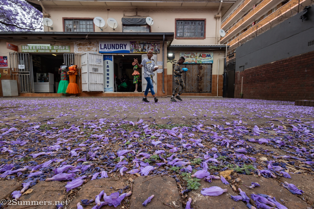 Kids on jacaranda petals in Pretoria