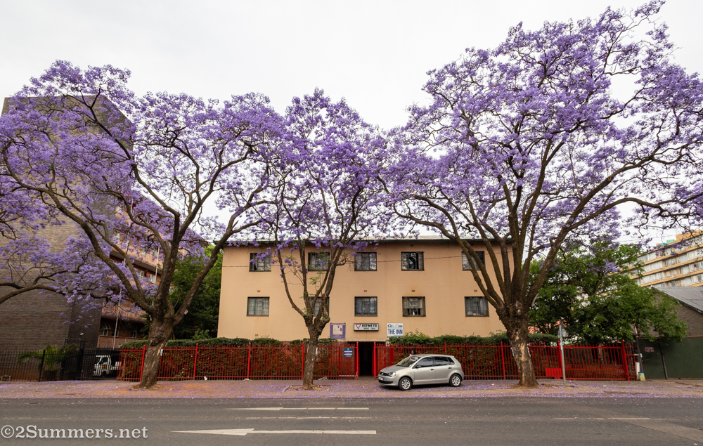 jacarandas and buildings