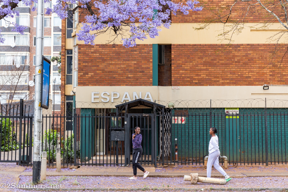 jacarandas and buildings