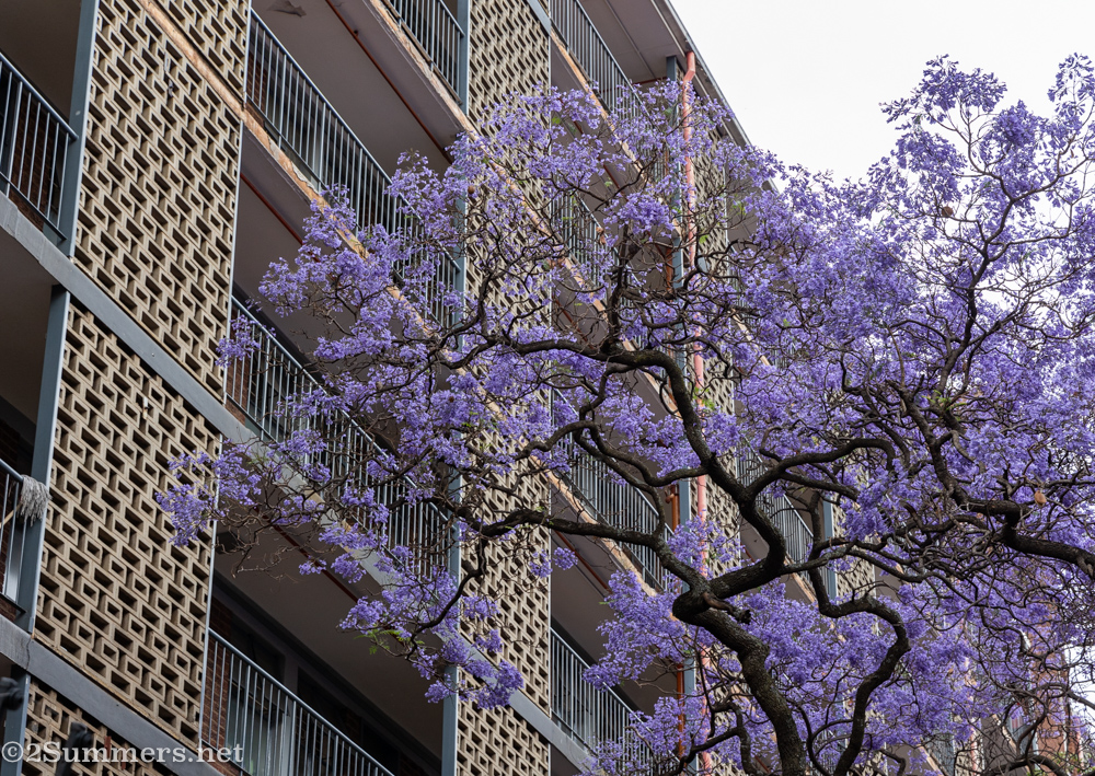 jacarandas and buildings