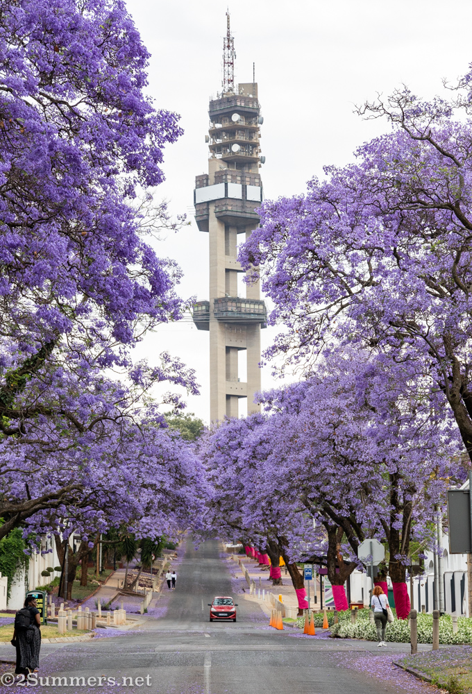 Jacarandas and Pretoria's telecoms tower